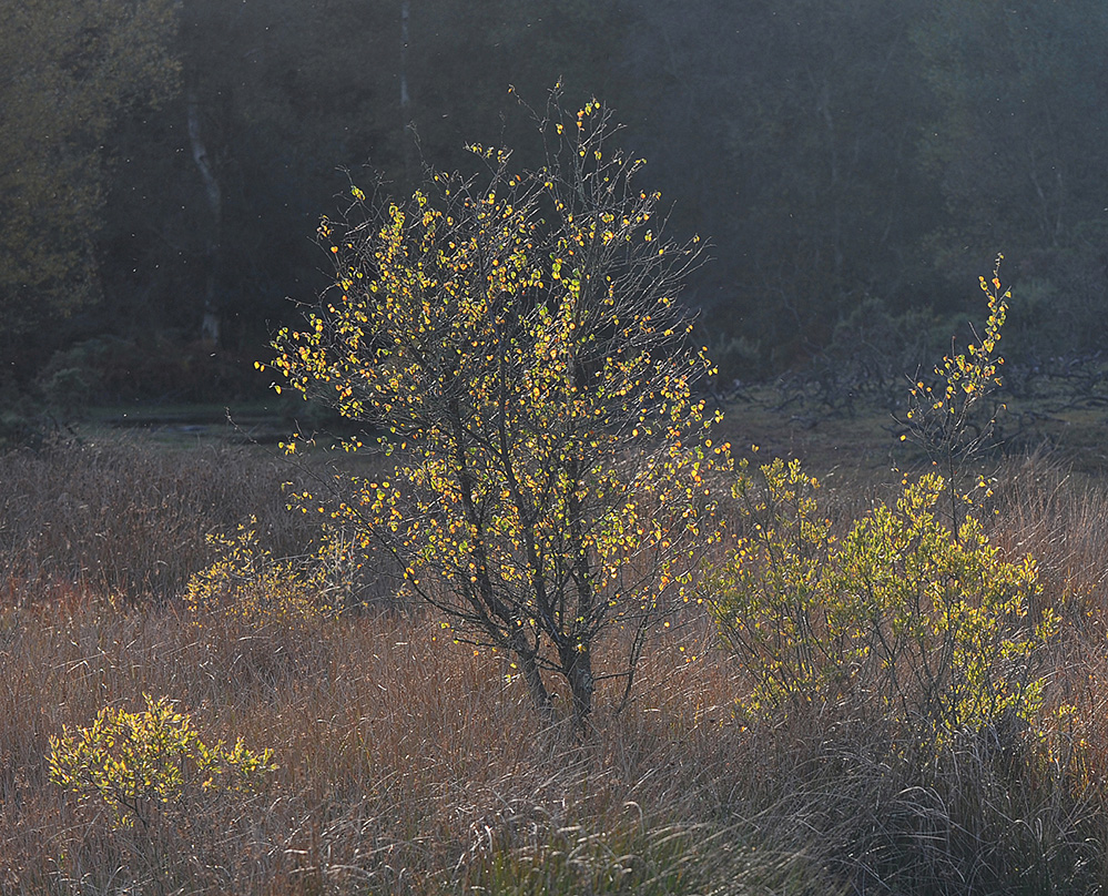 Autumn Golden Birch, Furzley Common